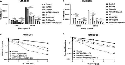 Combining PARP and DNA-PK Inhibitors With Irradiation Inhibits HPV-Negative Head and Neck Cancer Squamous Carcinoma Growth